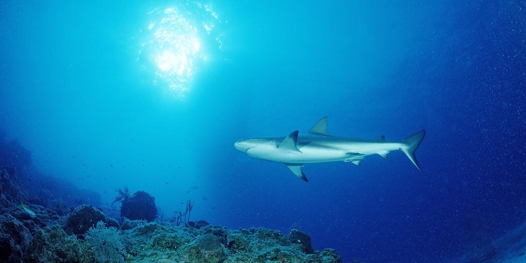 Shark attack in Bahamas injuries 2 US tourists Fox Weather(00)