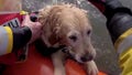 Watch: Golden retriever rescued after being swept out to sea - Fox News