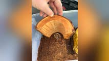 Venomous snake found inside box of bananas at New Hampshire grocery store