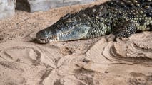 Crocodiles may be forced to change ways due to climate change, researchers find