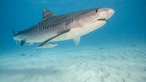 Bite mark helps experts determine this shark species bit woman on popular New York beach