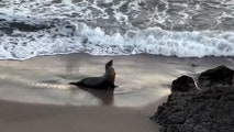 'Suffering and confused' sea lions plague Malibu beaches from likely toxic algae triggered by recent rain