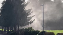 Watch: Pollen flies from trees as warm temps trigger allergy woes