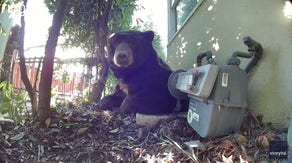 Video shows how officers lured 525-pound bear found hiding in home evacuated after Eaton Fire