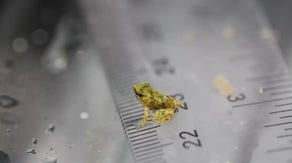 Endangered male frogs 'give birth' to 33 froglets after 7,000-mile journey