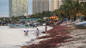 Mexico unveils plan to tackle Caribbean seaweed invasion at popular beaches