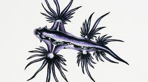 Popular beaches closed after warnings of stinging blue dragon sea slugs
