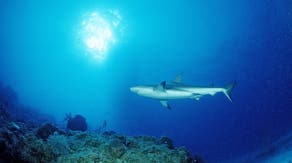 Shark attack injures 2 US tourists in Bahamas