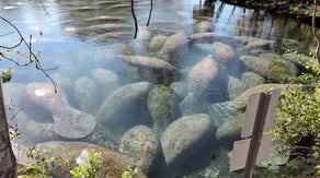 Florida sees highest manatee death toll from cold stress in 6 years