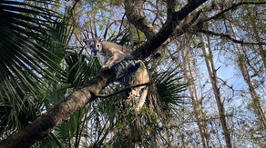 See the record-setting panther captured in Florida