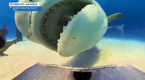 Diver describes crazy, viral moment tiger shark ate rolling camera in the Bahamas