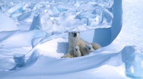 See it: Rare footage shows polar bear cubs emerging from Arctic den