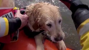 Watch: Golden retriever rescued after being swept out to sea