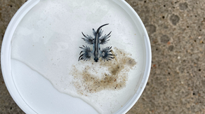 What are these alien-looking slugs that can wash onto beaches?