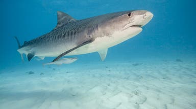 Bite mark helps experts determine this shark species bit woman on popular New York beach