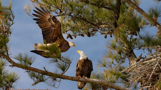 Bald Eagles in Little River, South Carolina. 