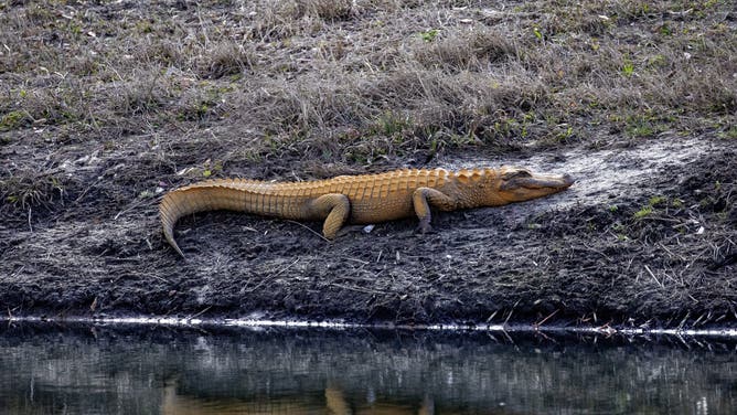 An orange-tinted alligator basking in the sun on Feb. 7, 2025 in Little River, South Carolina. 