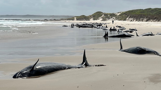 More than 150 false killer whales washed ashore on a beach in Tasmania’s far north-west on Tuesday.