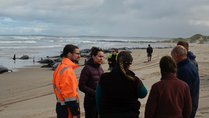 More than 150 false killer whales washed ashore on a beach in Tasmania’s far north-west on Tuesday.