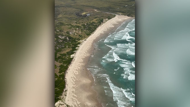 More than 150 false killer whales washed ashore on a beach in Tasmania’s far north-west on Tuesday.