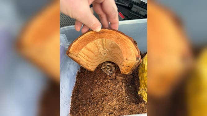 Ornate cat-eyed snake that was discovered in box of bananas at New Hampshire grocery store.