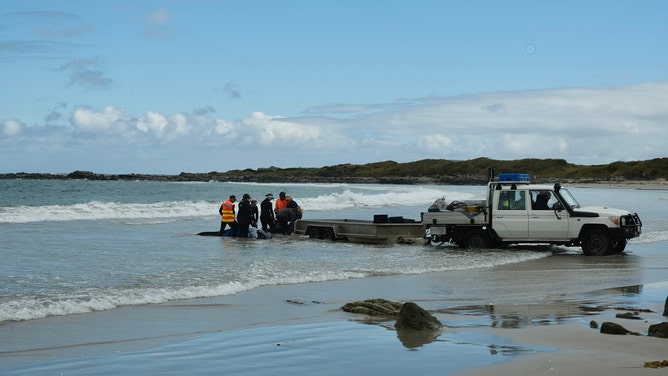 More than 150 false killer whales washed ashore on a beach in Tasmania’s far north-west on Tuesday.