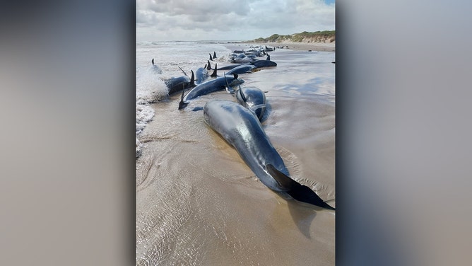 More than 150 false killer whales washed ashore on a beach in Tasmania’s far north-west on Tuesday.