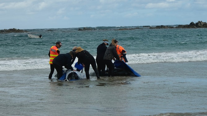 More than 150 false killer whales washed ashore on a beach in Tasmania’s far north-west on Tuesday.