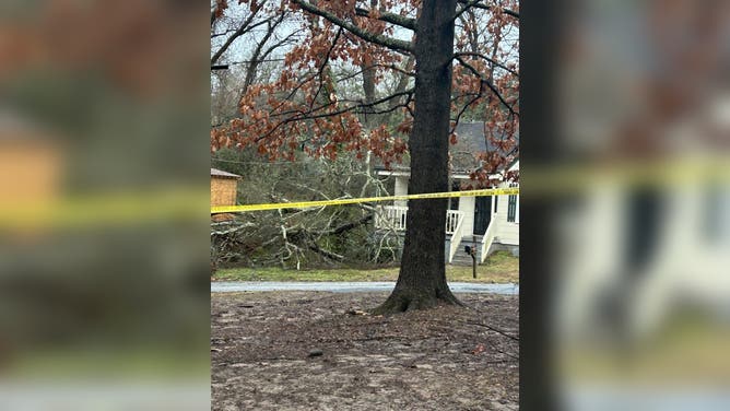 The tree that fell into Edward Johnson's home on Sunday morning.