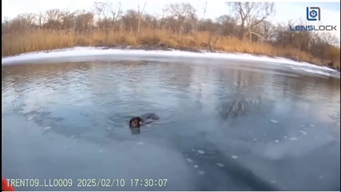 このイメージは、ミシガン州の氷運河に落ちた後、浮かんでいる犬を描いています。