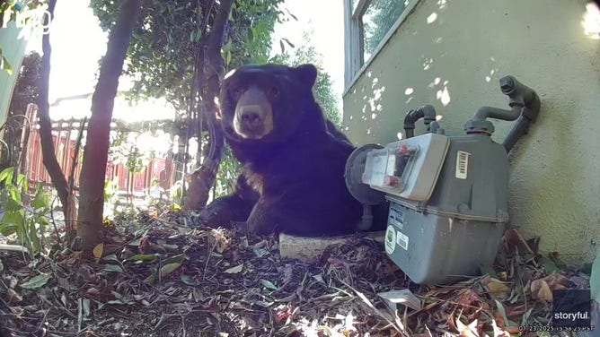 The bear pulling himself out of the crawlspace opening.