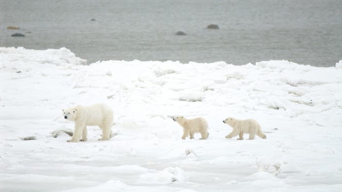 A polar bear mother and two cubs.