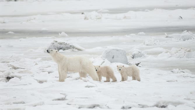A polar bear mother and two cubs.