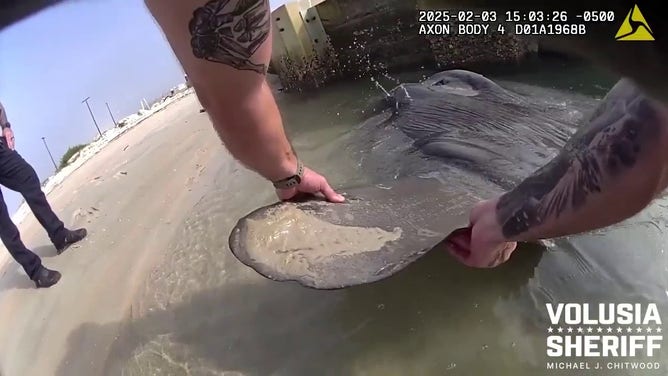 A Mola Mola, also known as an ocean sunfish, was safely freed from the Florida coastline.