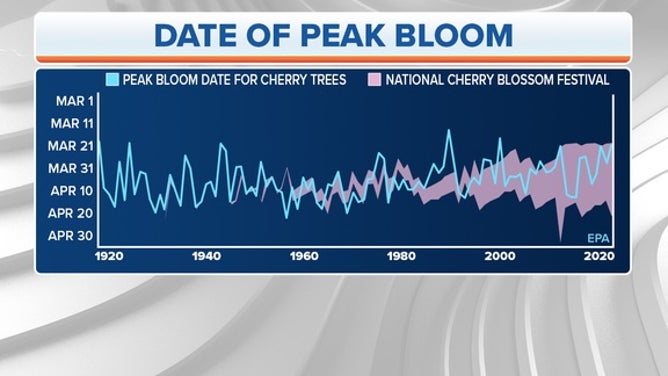Graph showing dates of peak bloom of DC's cherry trees historically.