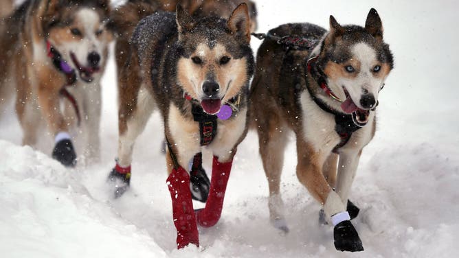 ウィロ、別名。 -  3月8日：2020年3月8日にアラスカ州ウィローで2020年にウェルウ湖でイディタロッドレースのリロード中にアリジルクルチームの主要な犬（アキシュア州2つのリバーズ）が走ります。