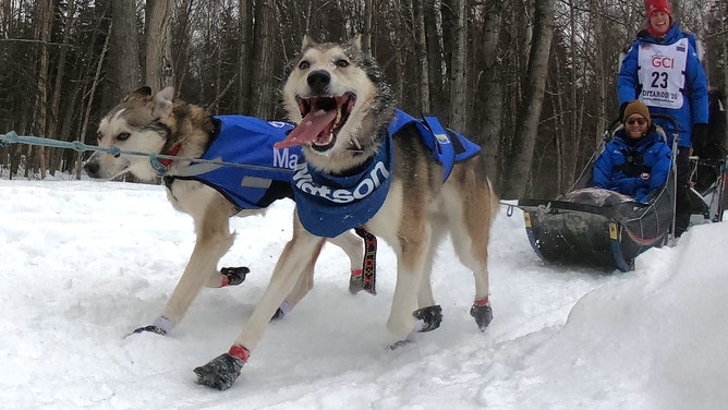 Ankoridge、A.K。 -  3月7日：Ali Zirkl（AK、Two Rivers、Ak）は、2020年3月7日にアラスカ州アンコリダでのIditarod Dogの儀式的なスタート中にチームをリードします。