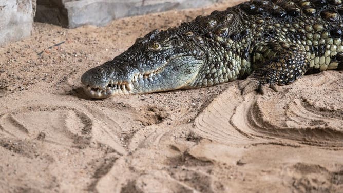 Hagenbecks動物園は、ナイル川のより多くのワニを受け取ります