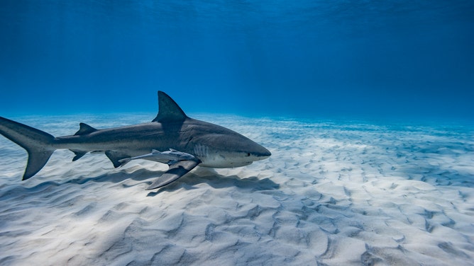 BAHAMAS, CARIBBEAN SEA - DECEMBER 2007: A bull shark (Carcharhinus leucas) swimming on a sandy bottom on December 21, 2007 in the Bahamas, Caribbean Sea. Carcharhinus leucas belongs to the group of the five most dangerous sharks in the world, it is often implicated in attacks on humans.