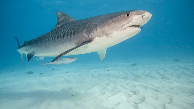 Low angle underwater view of Tiger shark (Galeocerdo cuvier) swimming over a sandy bottom in the Atlantic Ocean at Tiger Beach in the Bahamas. Bahamas.