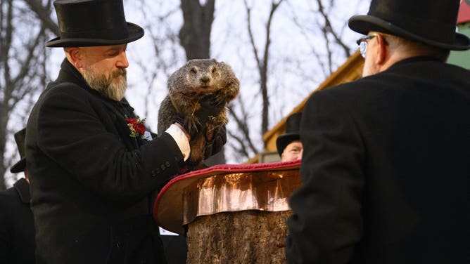 ペンシルベニア州パンクストーニー -  2月2日：アーティストAJ Dereumeは、2025年2月2日にPunxsutawneiの139回目のGrowanでさらに6週間の冬を予測した後、Punxsutawney Philを保持しています。スルカの日は、米国とカナダで人気のある伝統です。 Punxsutawney Philが彼の影を見た場合、彼はそれをさらに6週間の悪天候の前兆と見なし、彼の巣穴に戻ります。彼が彼の影を見ないならば、早春に到着し、フィルに地面の上にとどまることを強制します。 