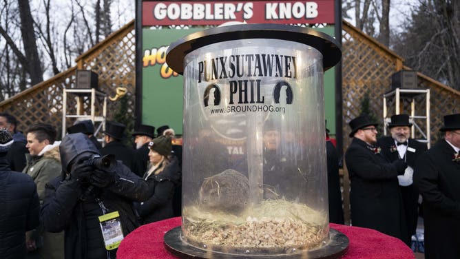 PENNSYLVANIA, UNITED STATES - FEBRUARY 02: Punxsutawney Phil, the weather prognosticating groundhog,sits in his carrier following the 139th celebration of Groundhog Day on Gobbler's Knob in Punxsutawney, Pennsylvania on February 2, 2025.Phil's handlers said that the groundhog has forecast six more weeks of winter. (Photo by Mostafa Bassim/Anadolu via Getty Images)