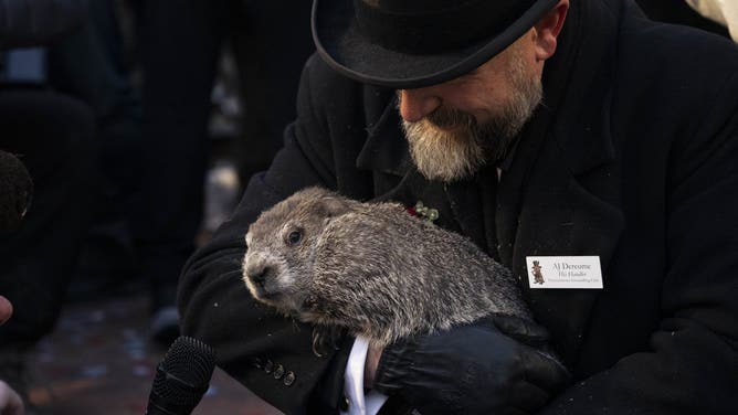 PENNSYLVANIA, UNITED STATES - FEBRUARY 02: Groundhog Club handler A.J. Dereume holds Punxsutawney Phil, the weather prognosticating groundhog, during the 139th celebration of Groundhog Day on Gobbler's Knob in Punxsutawney, Pennsylvania on February 2, 2025. Phil's handlers said that the groundhog has forecast six more weeks of winter. (Photo by Mostafa Bassim/Anadolu via Getty Images)