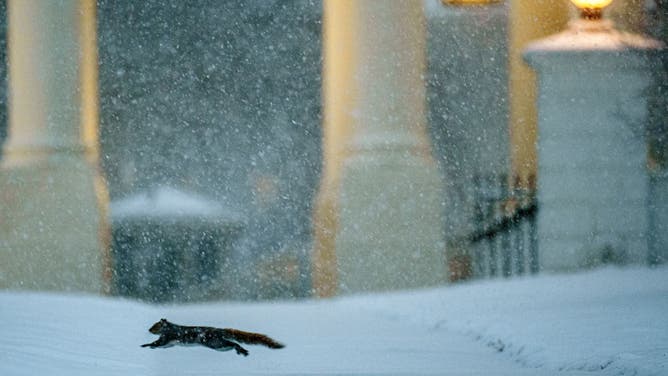 WASHINGTON, DC - FEBRUARY 11: A squirrel runs across the North Lawn of the White House on February 11, 2025 in Washington, DC. A winter storm is expected to drop 3-6 inches of snow on the Washington metropolitan area