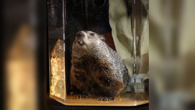 NEW YORK, NY - FEBRUARY 02: Groundhog Staten Island Chuck is seen during the unveiling of the new interactive exhibit featuring original Times Square New Year's Eve Centennial Ball at Ripley's Believe It or Not on February 2, 2017 in New York City.