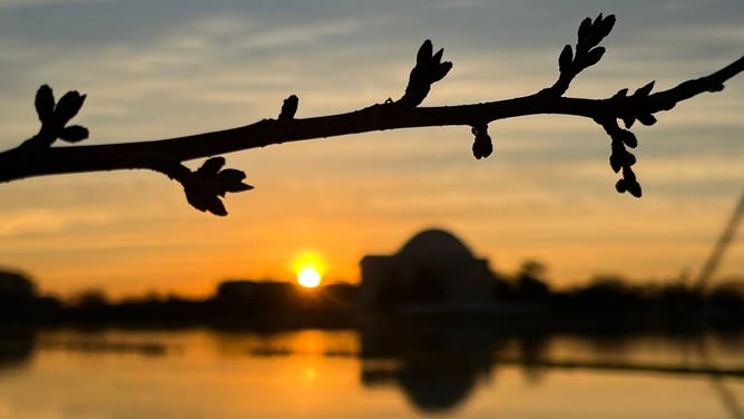 Cherry blossom buds at sunrise along the Tidal Basin.