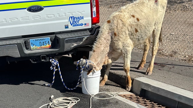 A runaway cow forced a pause in road construction as the Nevada Department of Transportation (DOT) and animal control officers scrambled to corral the bovine, which was on the loose near a busy highway south of Las Vegas.