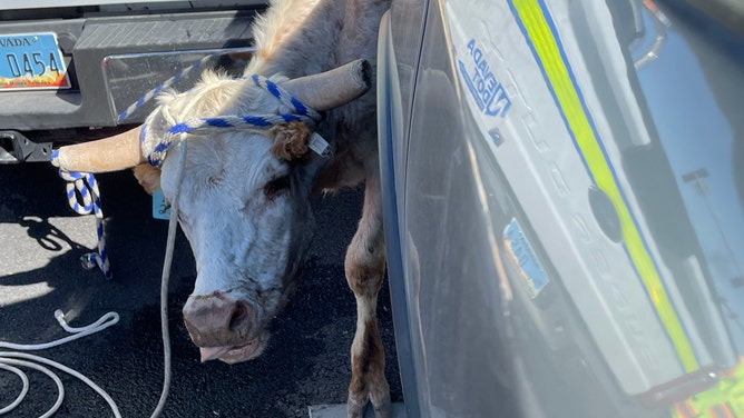 A runaway cow forced a pause in road construction as the Nevada Department of Transportation (DOT) and animal control officers scrambled to corral the bovine, which was on the loose near a busy highway south of Las Vegas.