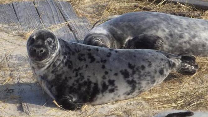 Grey seal pups.