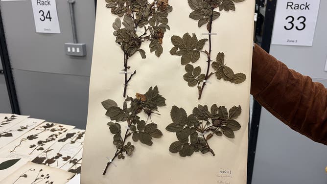 Collection of dead plants to be used for climate change study